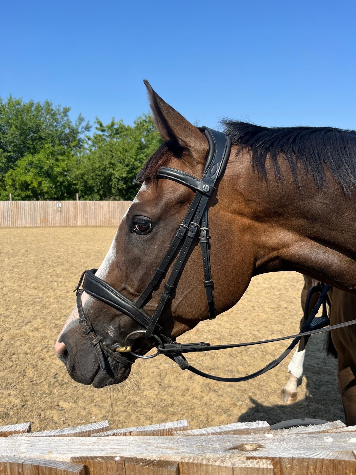 One horse. Their own way forward.